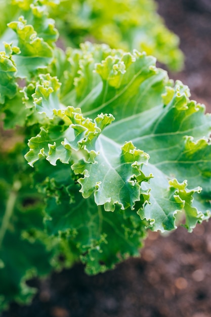 Growing green kale and in the vegetable garden