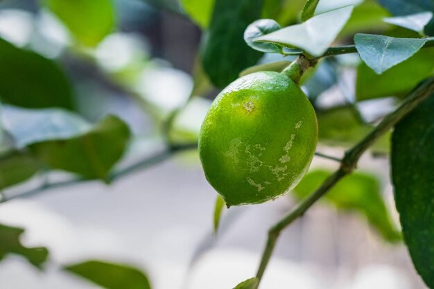 Photo growing green lemon on the tree in the garden