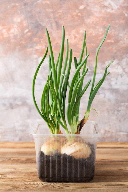 Growing green onions in a plastic container on a wooden table