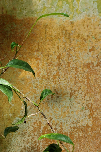 Growing green plant and a wall