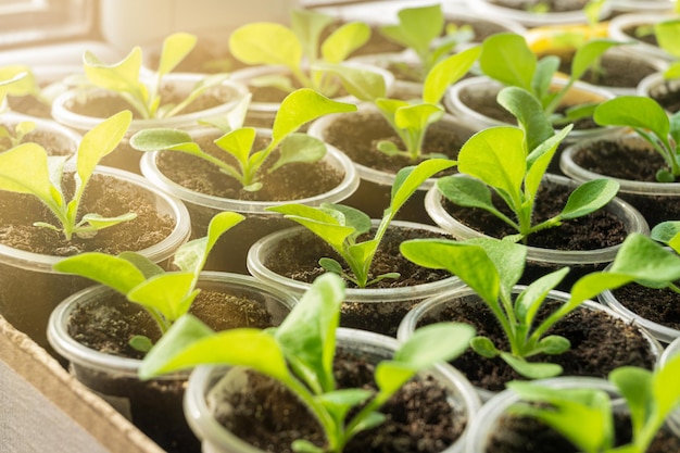 Growing green seedlings in pots on the windowsill The bright morning sun shines through the window