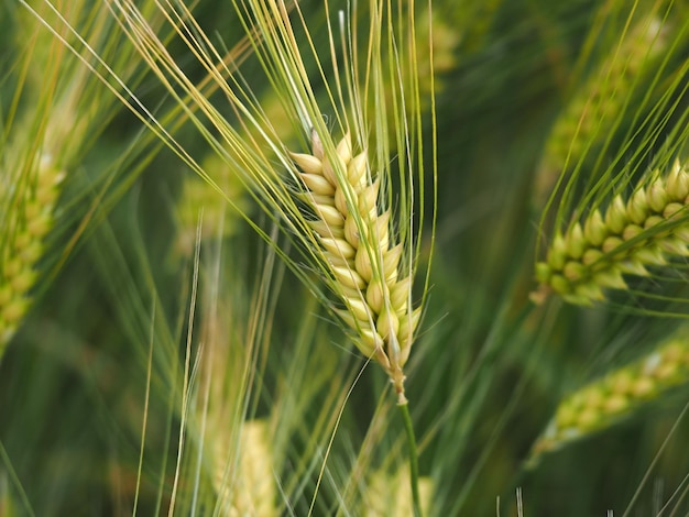 Growing green wheat field detail