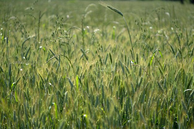 Growing green wheat field detail