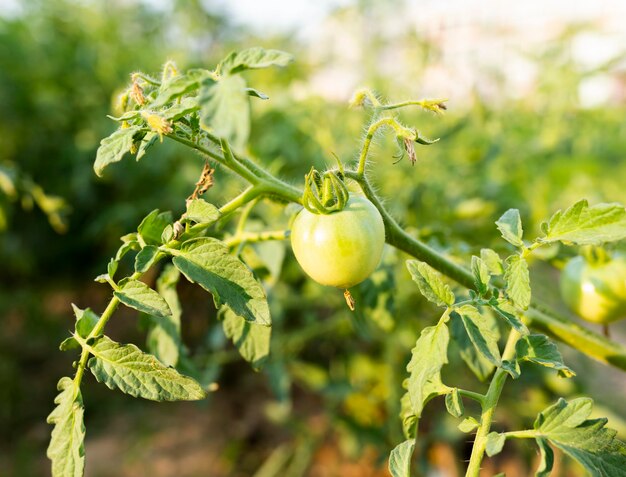 Growing Hanging Tomatoes in Baskets