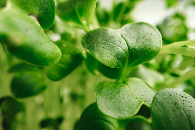 Growing leaves of micro green plant