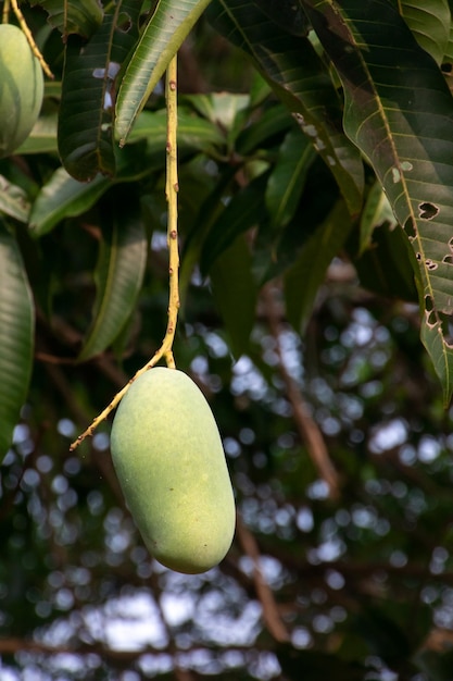 Photo growing mango with blurred tree background