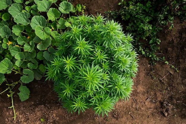 Growing marijuana cannabis plant bush