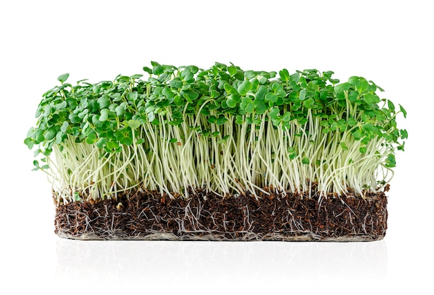 Growing micro greens arugula sprouts with potted soil isolated on white wall. Clipping path