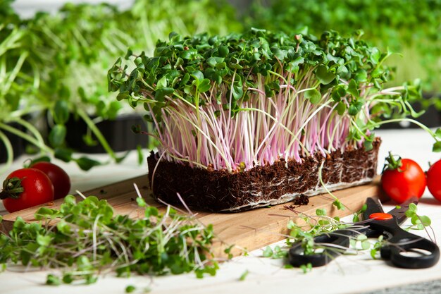 growing micro plants at home or raw plants for vegans