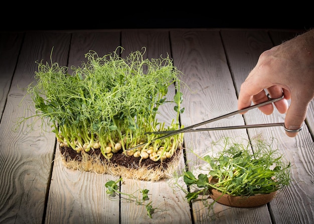 Growing microgreens cutting green peas with scissors rustic style