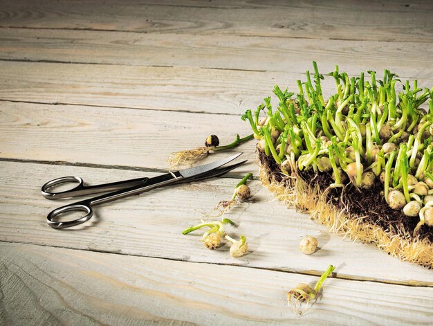 Growing microgreens Harvest of green peas is cut with scissors Block of green peas Rustic style