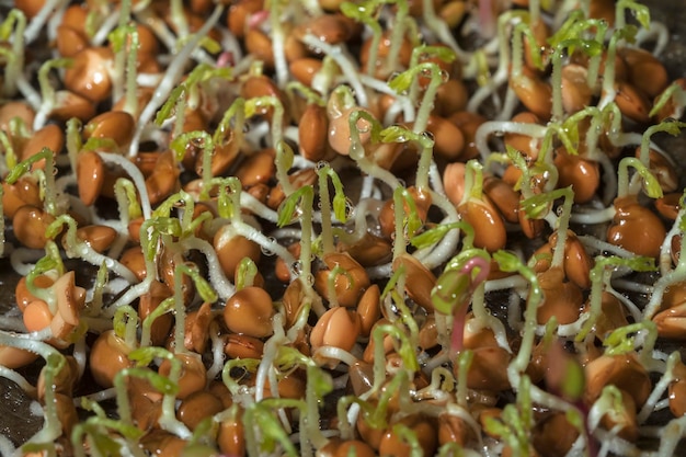 Growing microgreens home garden Sprouted lentil seeds on a linen mat