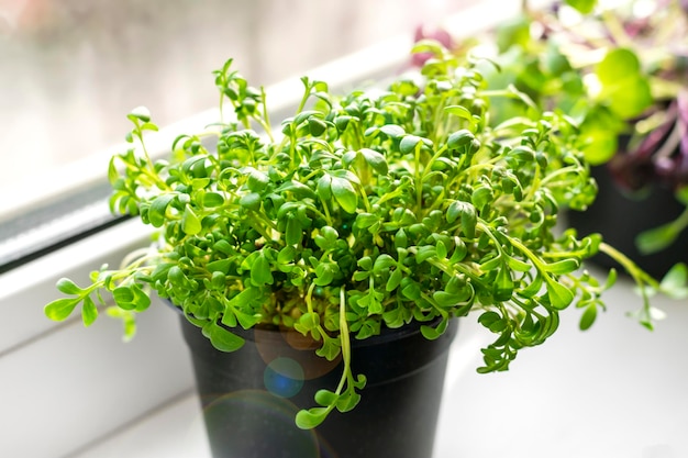 Growing microgreens on window Young raw sprouts of radishes and watercress in pots