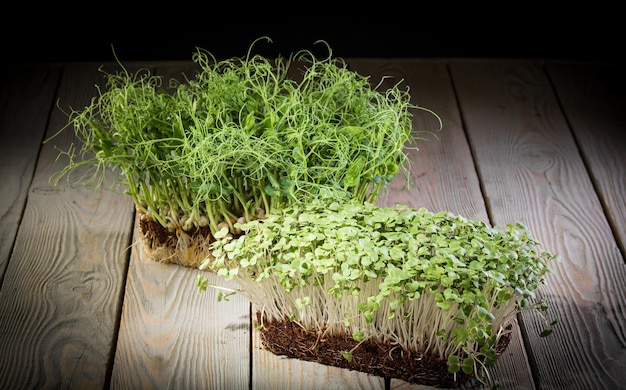 Growing microgreenstwo containers with pea and mustard greens on a wooden table