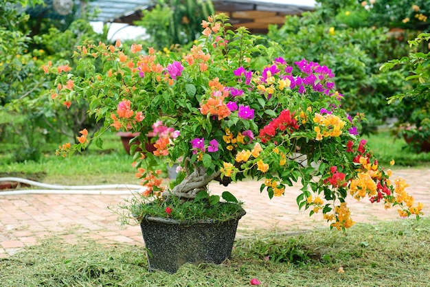 Growing multicolorful Bougainvillea flowers in Nha Trang Vietnam