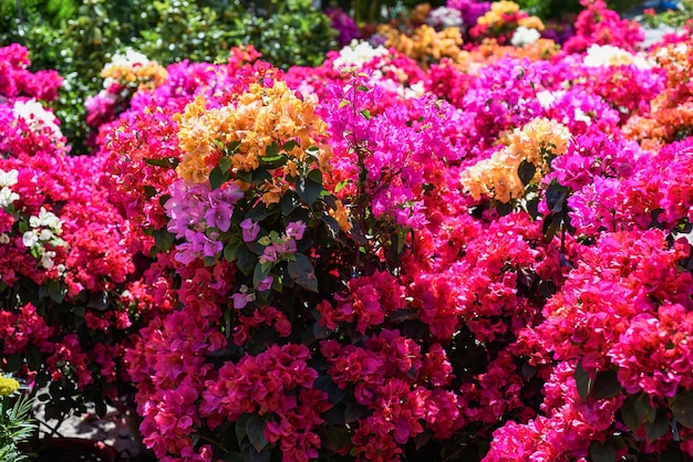 Growing multicolorful Bougainvillea flowers under sunlight in Nha Trang Vietnam