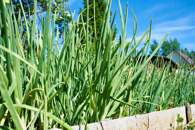 Growing onion on bed in garden during summer day