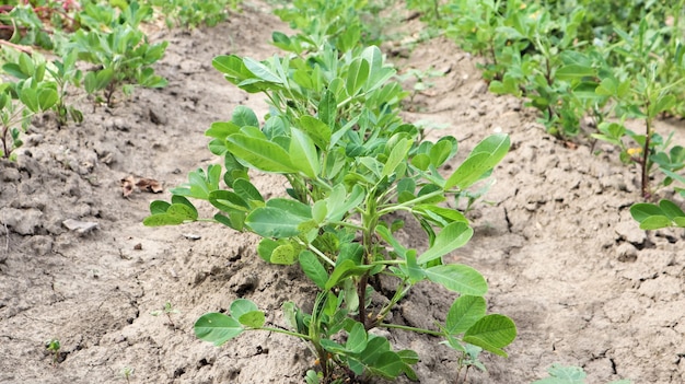 Growing organic peanuts, outdoor peanut bushes grow in the ground in the vegetable garden. Peanut tree in agricultural plantations.