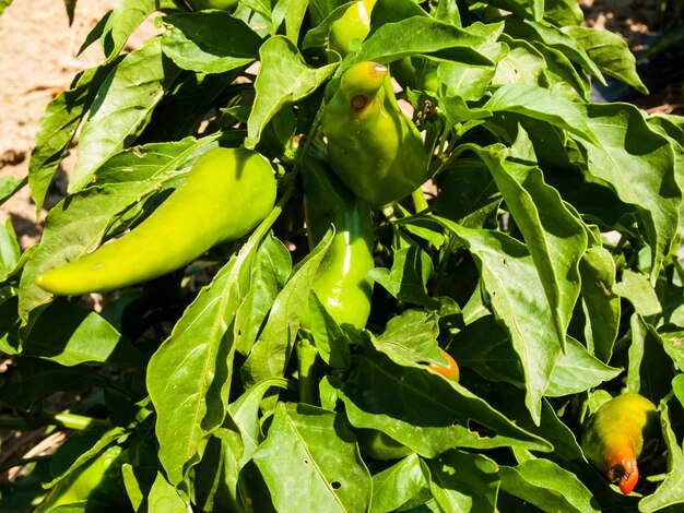 Growing organic vegetables on farm in Rocky Ford, Colorado.