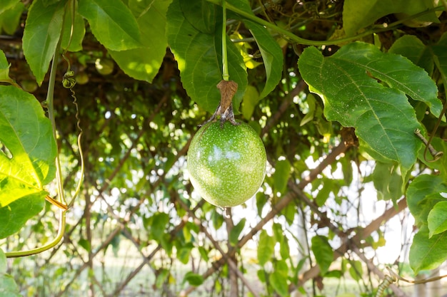 Growing Passion fruit plant on hang wooden. Tropical fruit