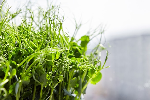 Growing pea microgreens shoots closeup