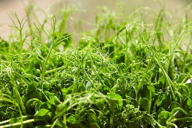 Growing pea microgreens shoots closeup