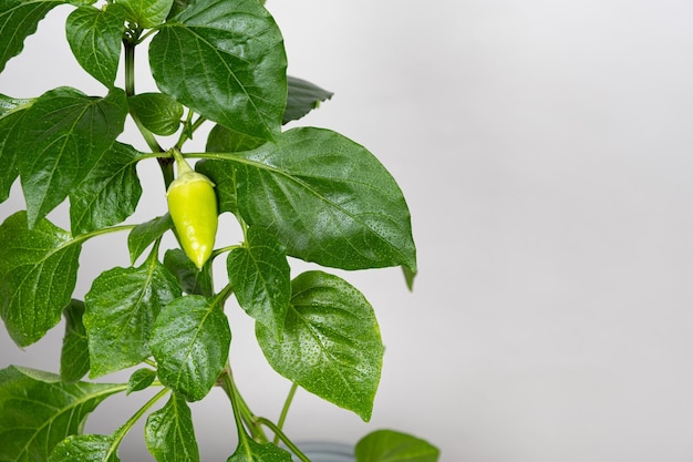 Growing peppers from seeds small green peppers on the branch