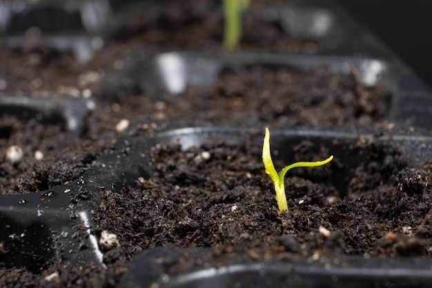 Growing peppers from seeds Step 4 First Sprout