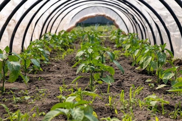 Growing peppers in a homemade greenhouse