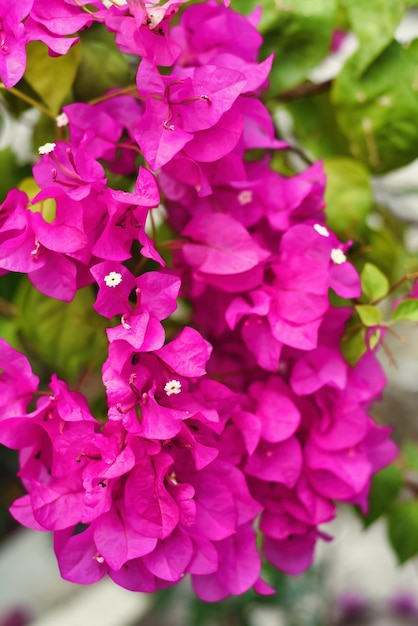 Growing pink Bougainvillea flowers in Nha Trang Vietnam