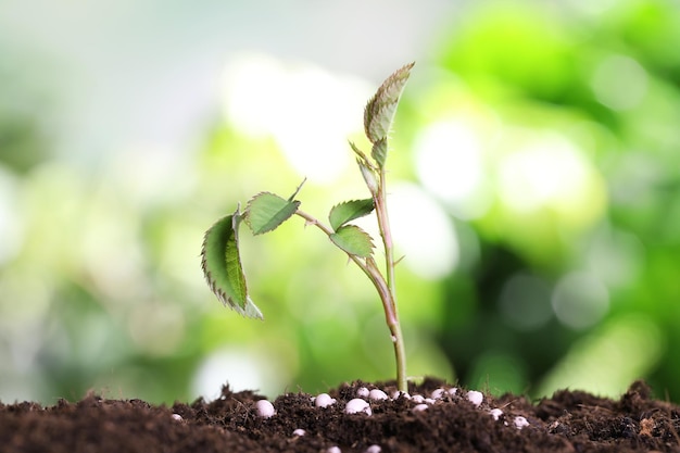 Growing plant and fertilizer on soil against blurred background Gardening time