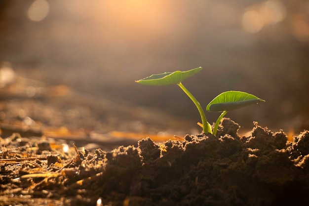 Growing plantYoung plant in the morning light on ground background New life concept