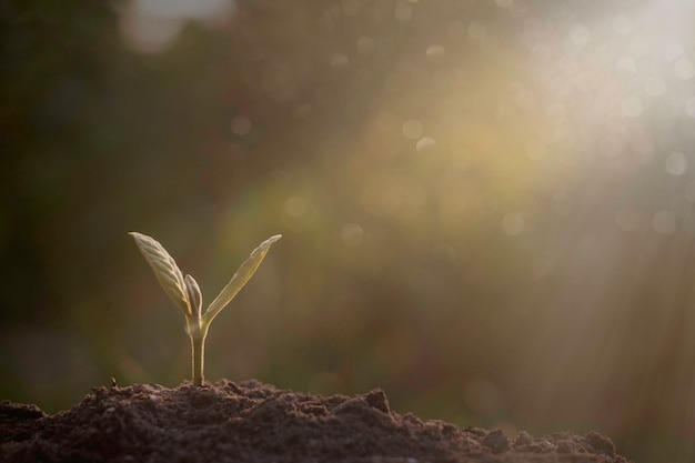 Growing plantYoung plant in the morning light on ground background New life conceptSmall plant on the ground in spring