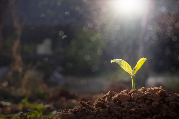 Growing plantYoung plant in the morning light on ground background New life conceptSmall plant on the ground in spring