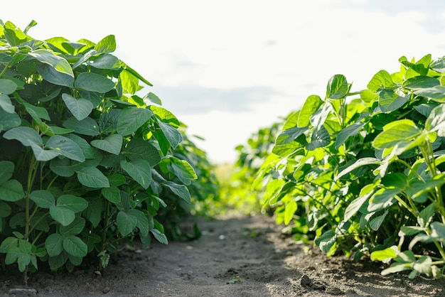 Photo growing pulse plants soybean field close up low angle legume agribusiness