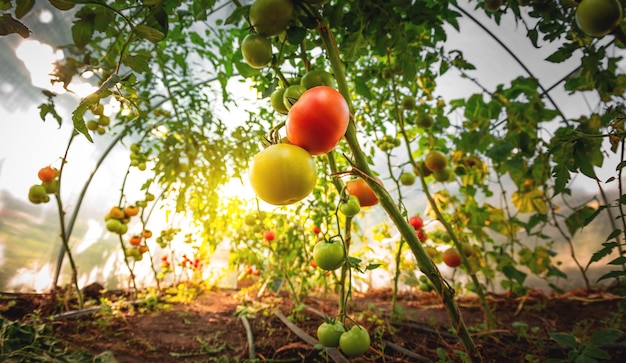 Growing red and green tomatoes Ripe and ripening tomatoes in a home greenhouse