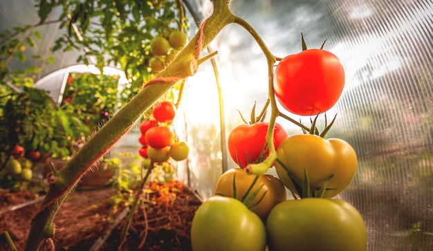 Growing red and green tomatoes Ripe and ripening tomatoes in a home greenhouse