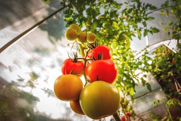 Growing red and green tomatoes Ripe and ripening tomatoes in a home greenhouse