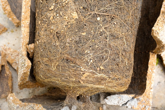 Growing roots in broken plant pot