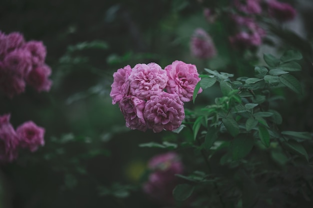 Growing rose bush with pink flowers and green leaves summer day