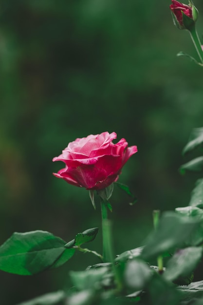 Growing rose bush with pink flowers and green leaves summer day