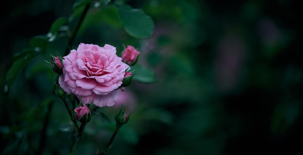 Growing rose bush with pink flowers and green leaves