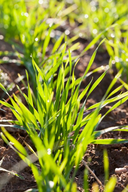 Growing in rows green grass in a meadow