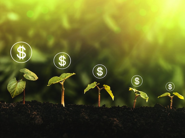 Photo growing seedind and money.  start-up