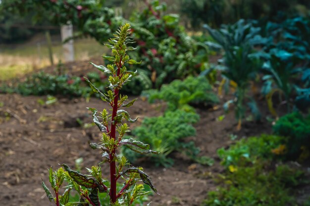 Growing swiss chard plant in the home garden