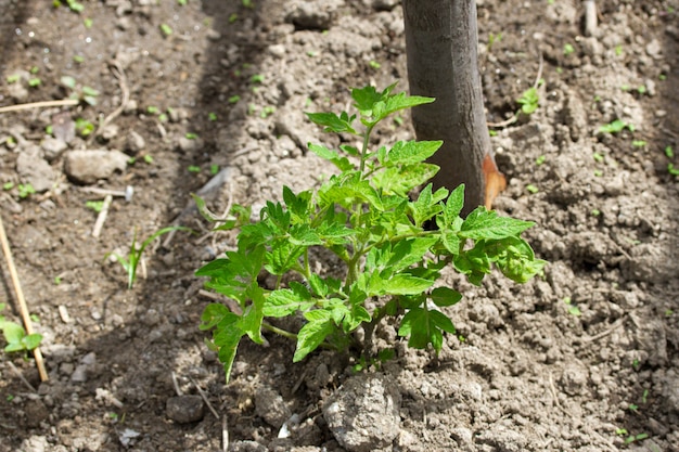 Growing tomato in ground