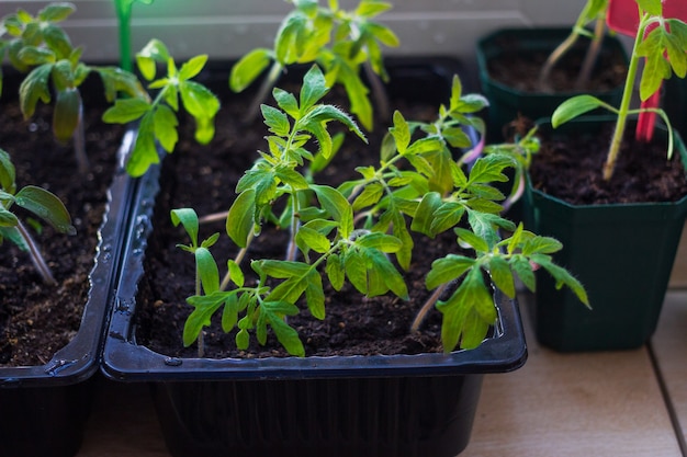 Growing tomato seedlings plants in plastic pots with soil on balcony window sill with tags labels.