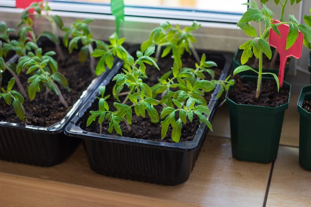 Growing tomato seedlings plants in plastic pots with soil on balcony window sill with tags labels.