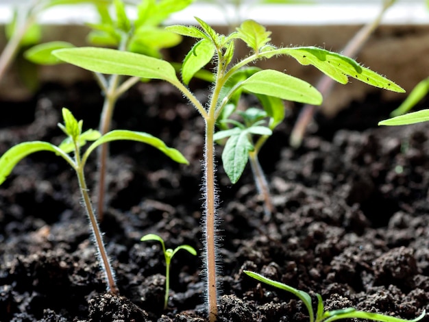 Growing tomato seedlings