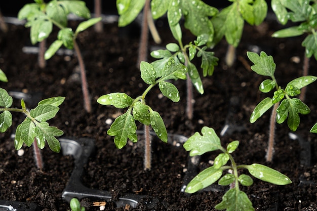 Growing tomatoes from seeds the sprouts have grown